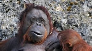 Indonésie: un orang-outan retrouvé mort criblé de balles