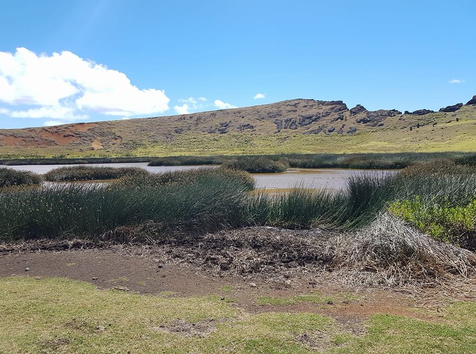 De la terre, des « totoras » (roseaux) mal en point, et un fond d’eau boueuse… Le lac du Rano Raraku est méconnaissable.