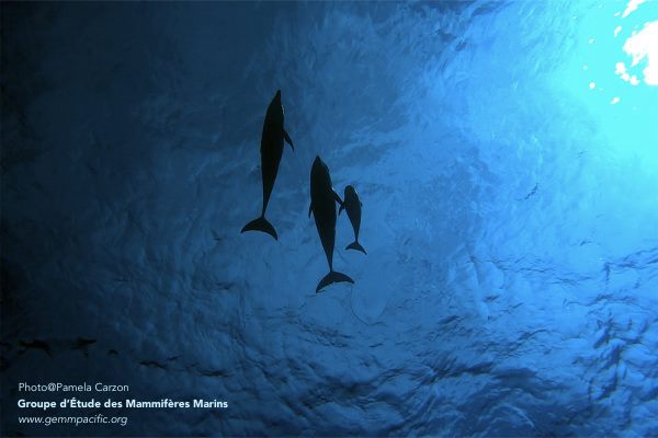 Aux frontières du sauvage, un documentaire sur les dauphins de Rangiroa 