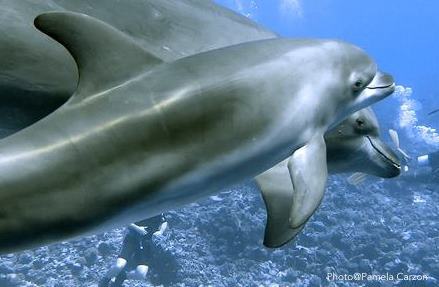 Aux frontières du sauvage, un documentaire sur les dauphins de Rangiroa 