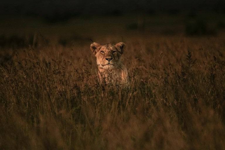 Un braconnier présumé dévoré par des lions en Afrique du Sud