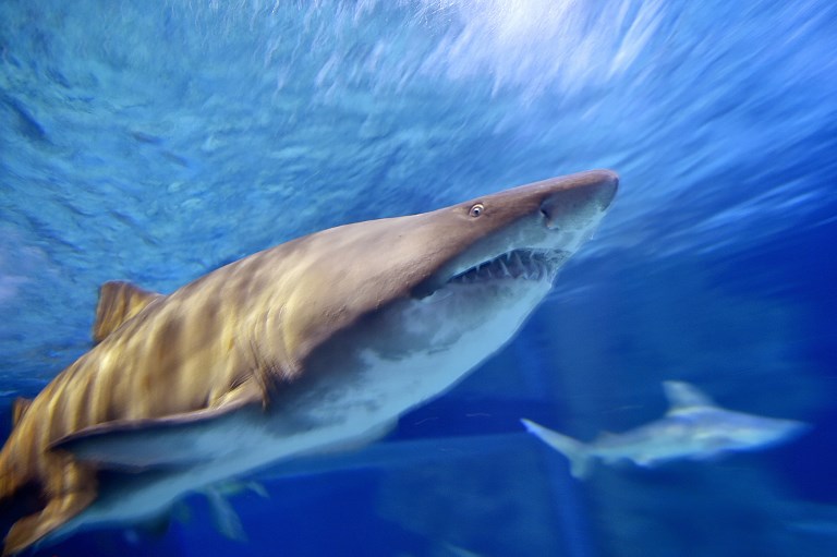 Un Israélien survit au tir d'un harpon à requins dans le visage