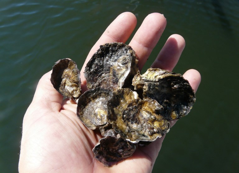 Les récifs de coquillages, désastre écologique méconnu de l'Australie