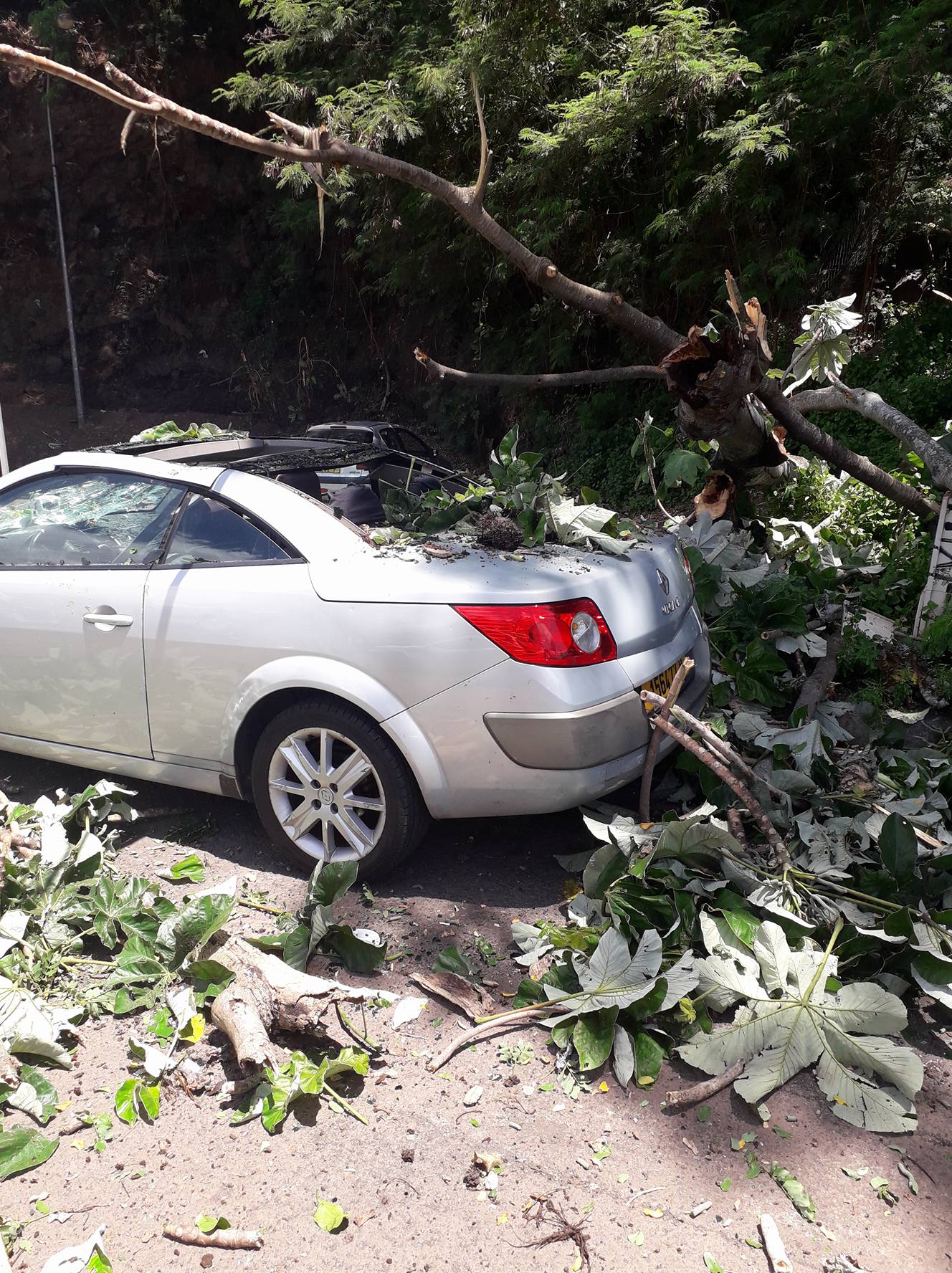 Papeete : un arbre tombe sur une voiture