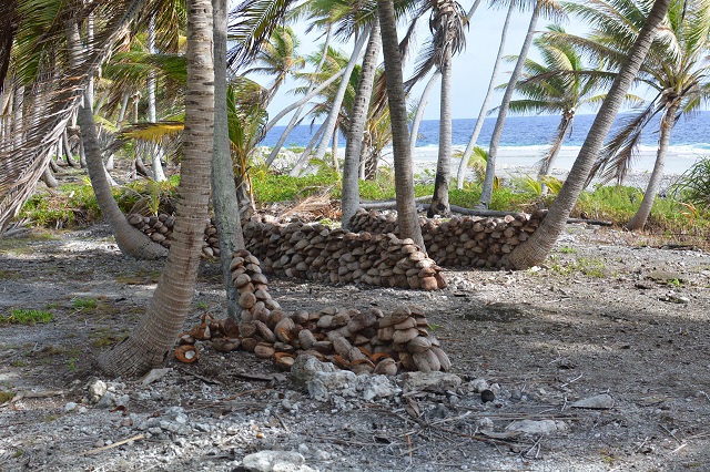 Le rhinocéros du cocotier : ennemi numéro 1