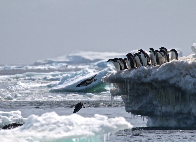 Découverte surprise de 1,5 million de manchots Adélie isolés en Antarctique