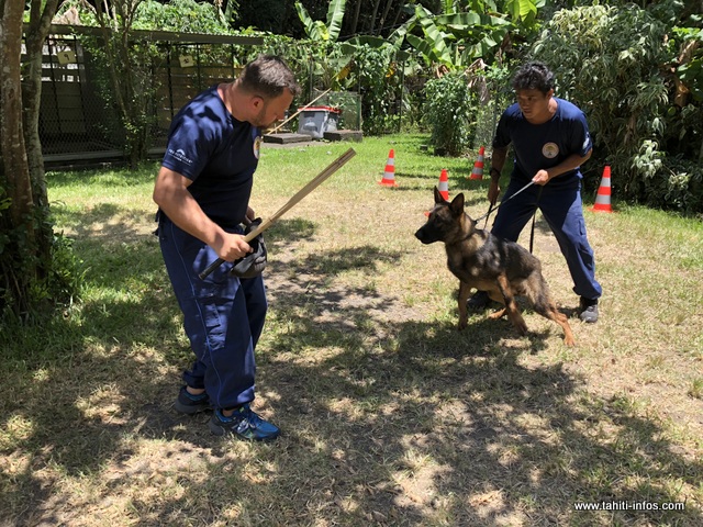 Brigade cynophile : quatre mūto'i de Papeete certifiés
