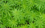 L'importation de graines de cannabis désormais interdite