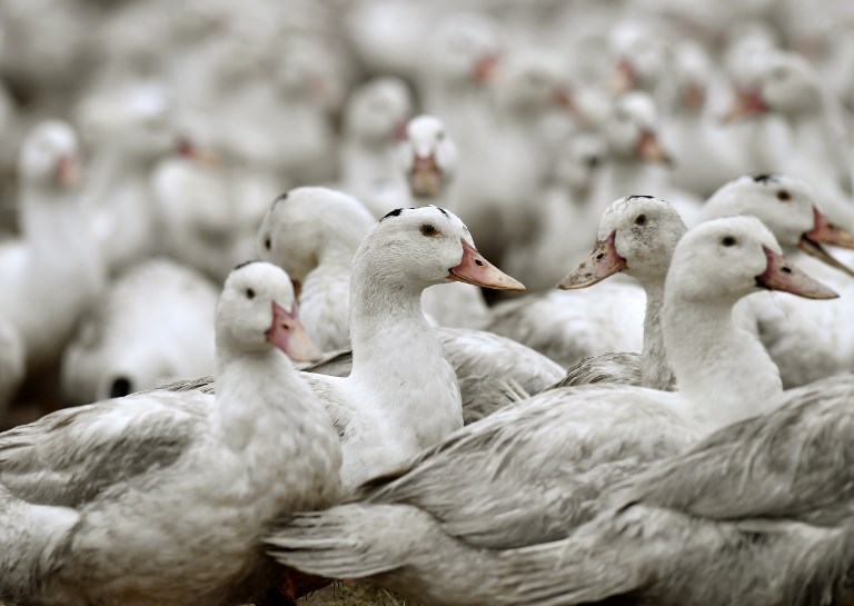 Loire-Atlantique: un foyer de grippe aviaire identifié, 16.600 canards abattus