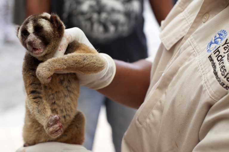 Indonésie: la high tech pour lutter contre les trafics d'animaux