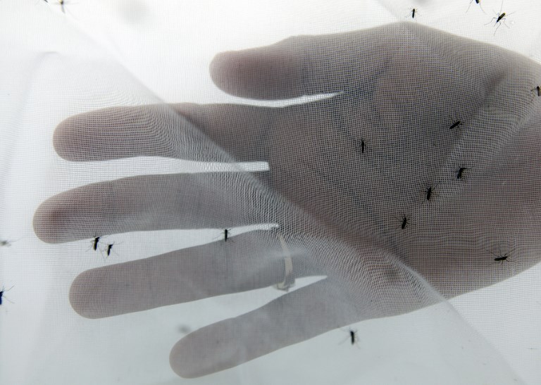 L'épidémie de dengue fait un premier décès en Nouvelle-Calédonie