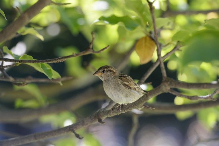 Les oiseaux des campagnes en déclin "vertigineux", Muséum et CNRS sonnent l'alarme