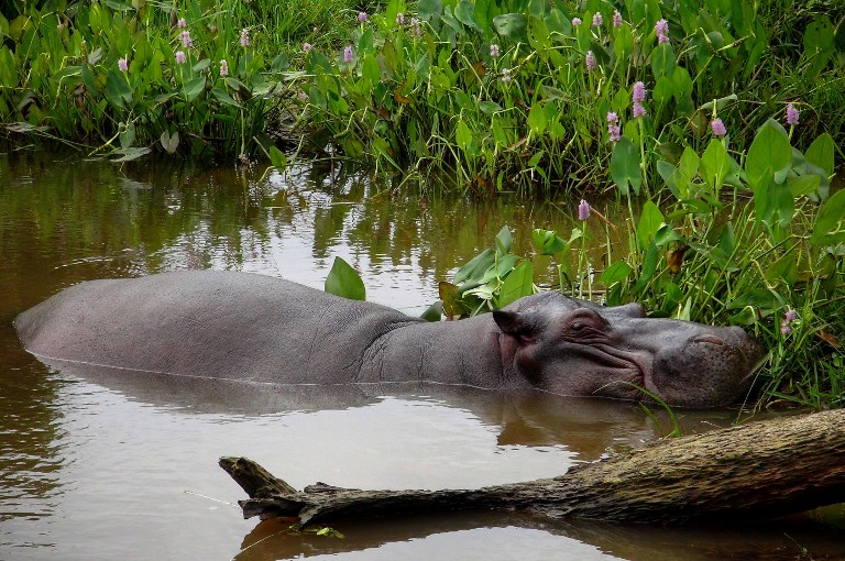 Mexique: la longue traque de "Tyson", l'hippopotame vagabond