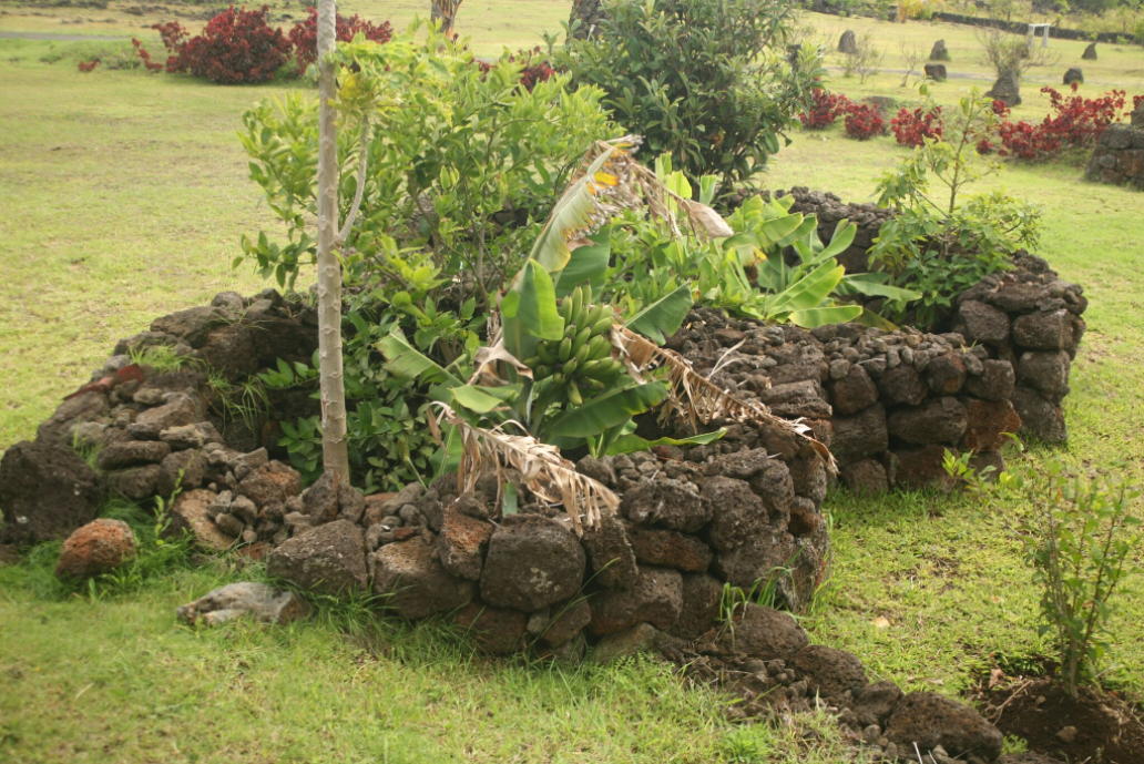 Les immenses champs de pierres de l’île étaient cultivés nous dit-on ; c’est évidemment faux, les seuls cultures vivrières des anciens Pascuans étant cantonnées à des manavai, jardins humides et protégés du vent, du sel et des embruns par des murets.