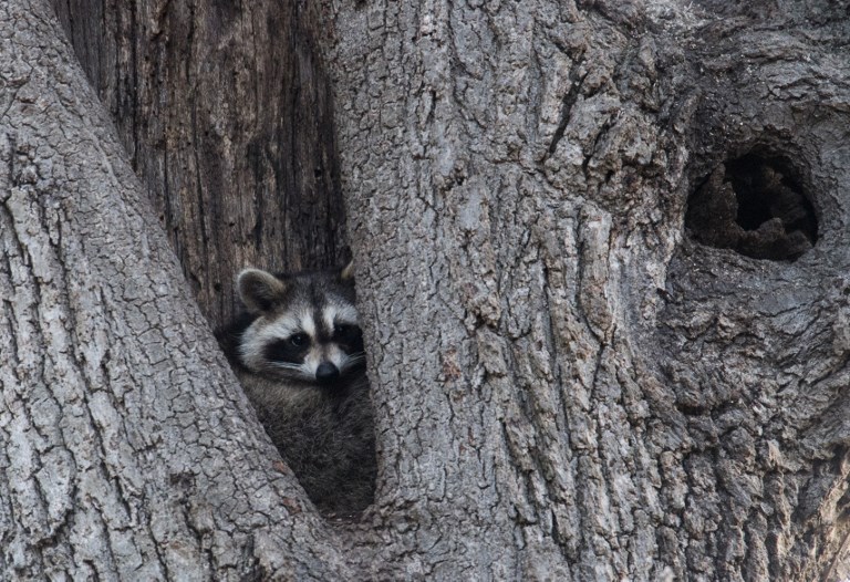 La vie des bêtes, face cachée de New York