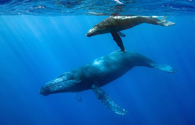 Les baleines boréales, des compositeurs-interprètes prolifiques (étude)
