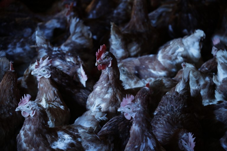 Des poules sauvées de l'abattoir prennent leur retraite en Haute-Vienne