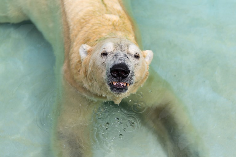 Le premier ours polaire né sous les Tropiques pourrait être abattu