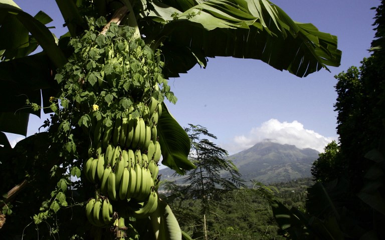 Vers un label "zéro chlordécone" en Martinique