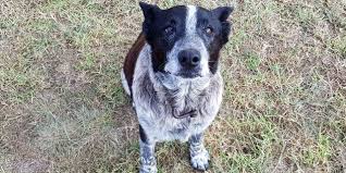 Il protège une enfant perdue dans le bush australien: Max le chien honoré par la police