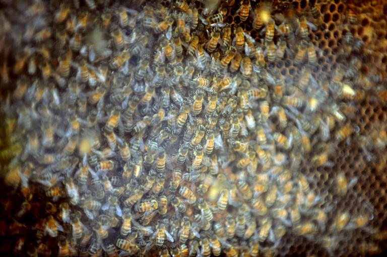 L'UE bannit des néonicotinoïdes pour sauver les abeilles