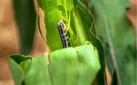 Avec des insectes tueurs, l'agriculture passe au biocontrôle
