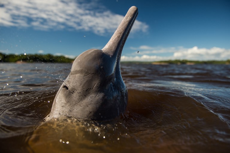 Disparition rapide des dauphins d'eau douce d'Amazonie