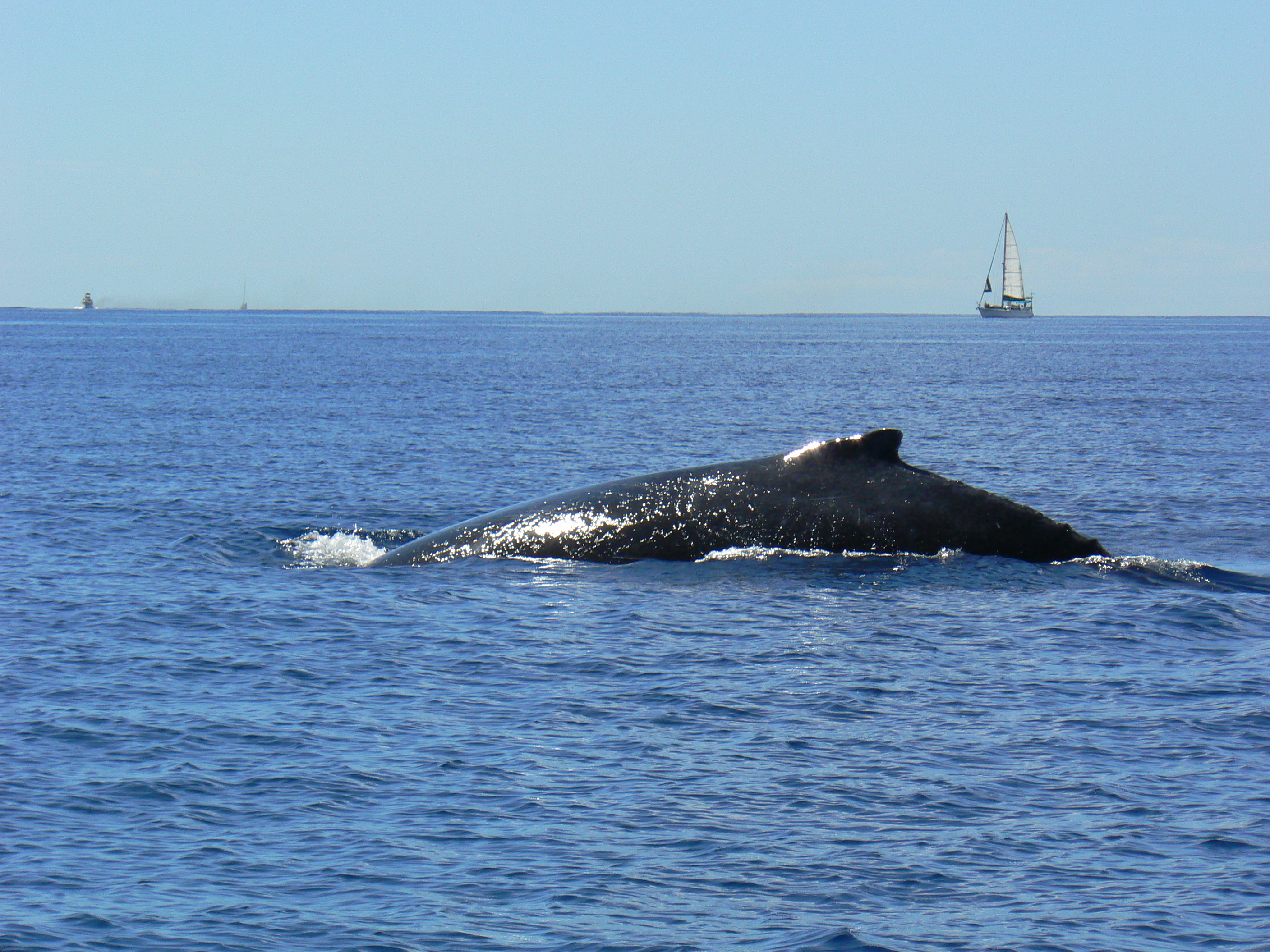 Le whale watching s’est considérablement développé depuis 20 ans.