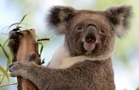 L'Australie promet des millions d'euros pour aider ses koalas