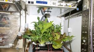 Jardiner dans l'espace, un défi pour les futurs explorateurs