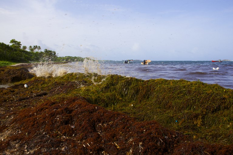 Sargasses aux Antilles: le PS critique des mesures "cruellement insuffisantes" du gouvernement