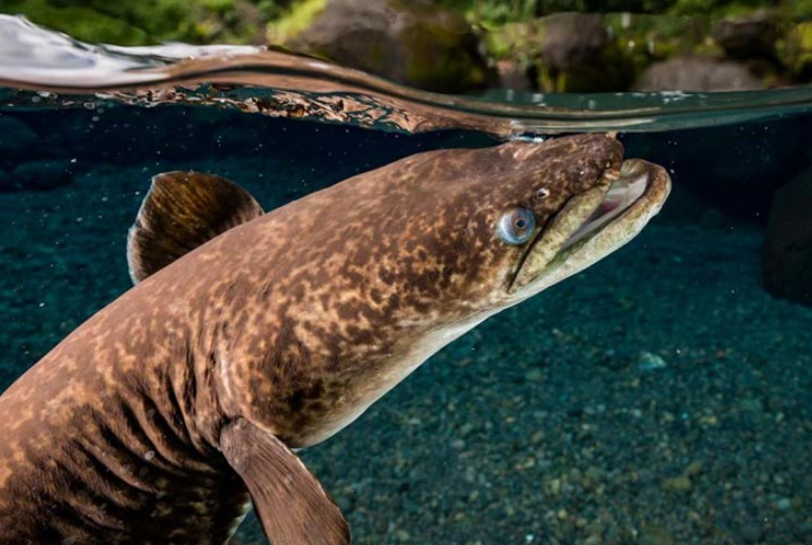 Photos Sylvain Girardot  http://plongee-photo-polynesie.com/