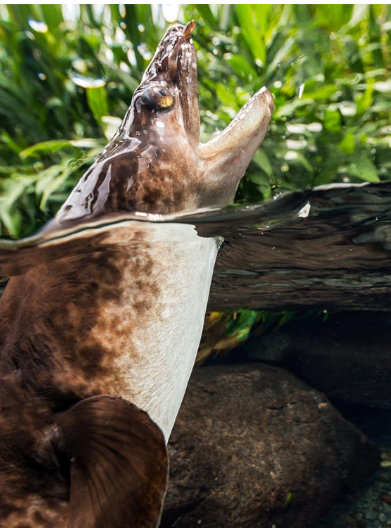 Photos Sylvain Girardot  http://plongee-photo-polynesie.com/