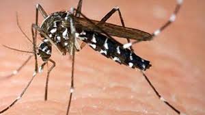 Un bébé de six mois meurt de la dengue en Nouvelle-Calédonie