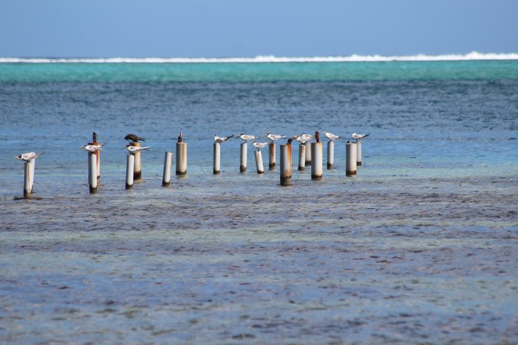 La biodiversité, c'est quoi?
