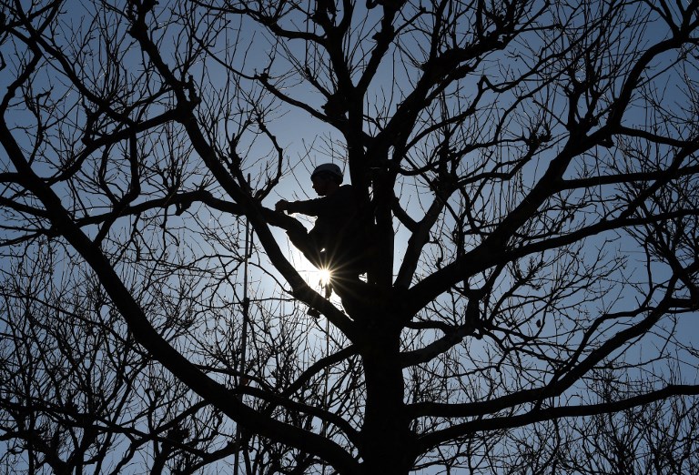Un cambrioleur, ex-militaire britannique, se camoufle dans un bois pendant 5 mois
