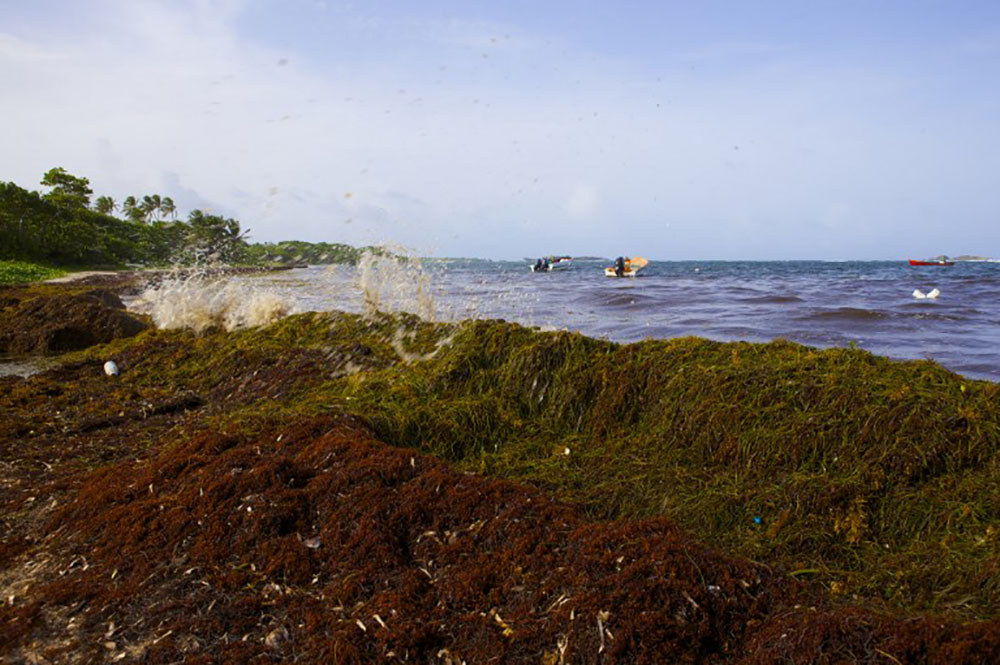 Sargasses aux Antilles: "une calamité dont nous n'avons probablement pas pris toute la mesure", reconnaît Hulot