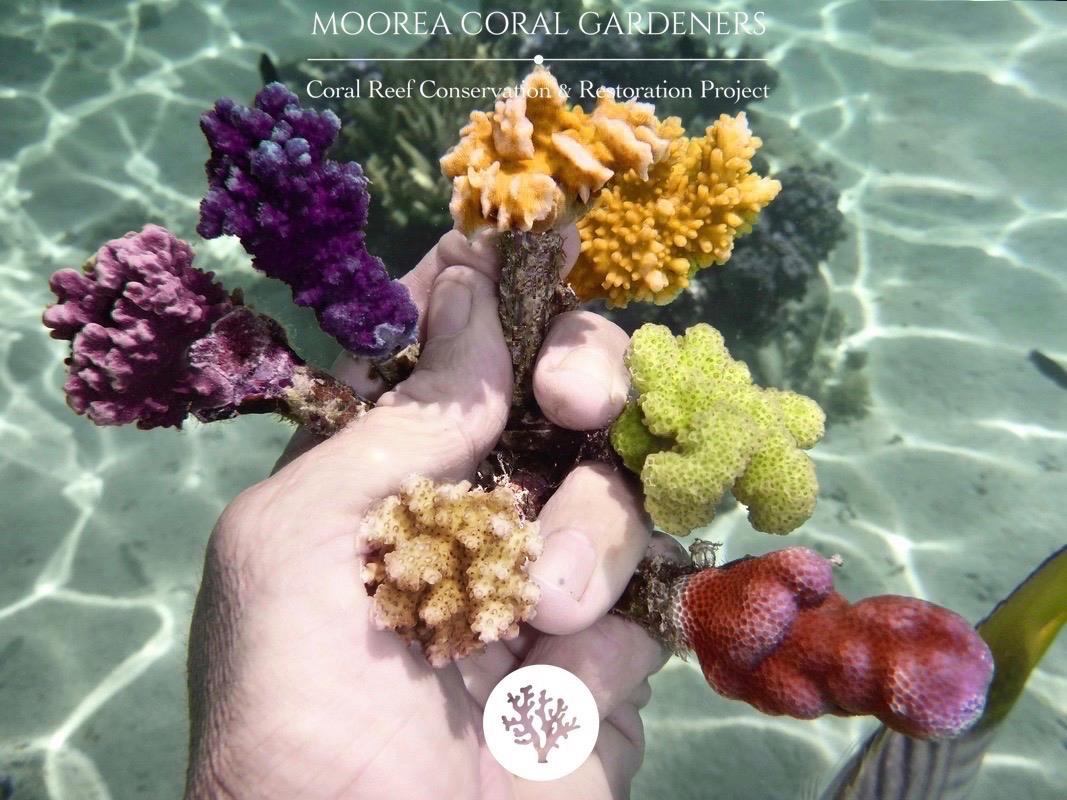 De nombreuses variétés de coraux vivent en Polynésie