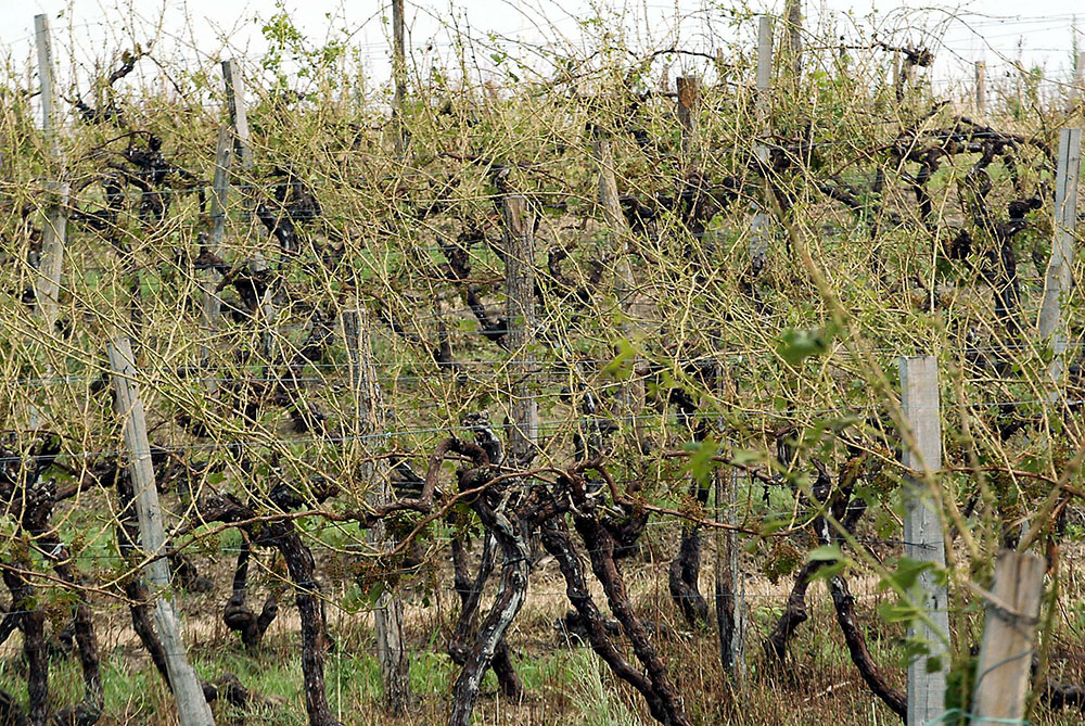 Grêle: près de 7.000 hectares touchés dans le vignoble bordelais