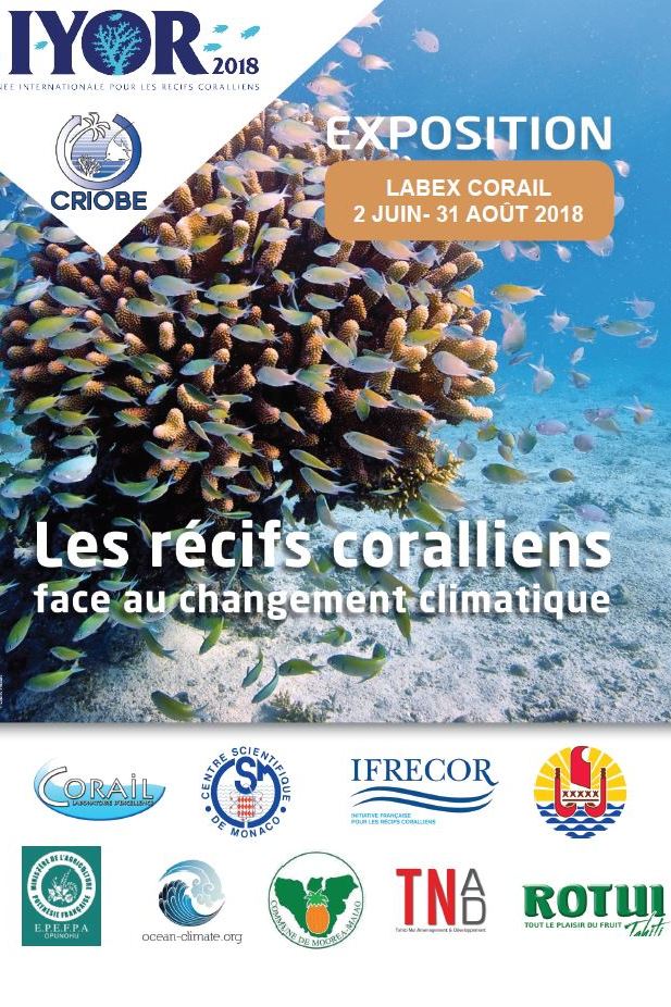 Les coraux en photos sur la plage de Tiahura de Moorea