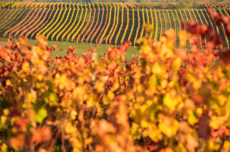Des ballons chargés de sels contre la grêle, ennemie n°1 des vignes
