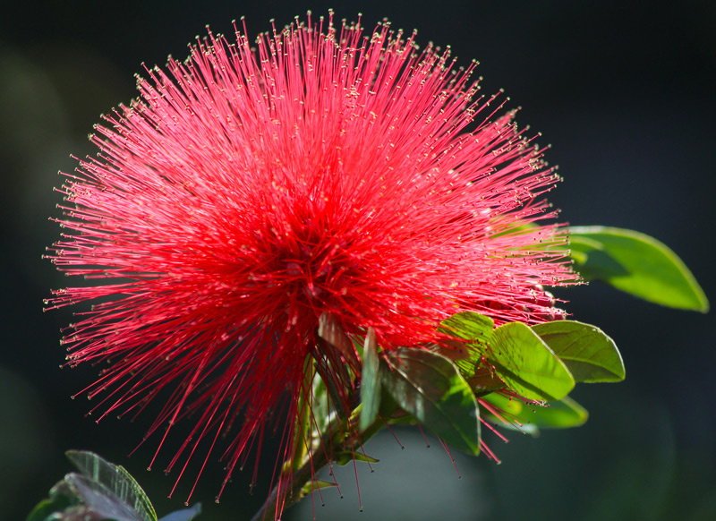 Floralies: voyage au Pays des fleurs de Tahiti