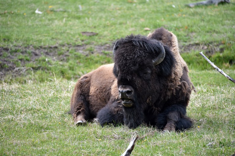 Etats-Unis: une femme encornée par un bison à Yellowstone