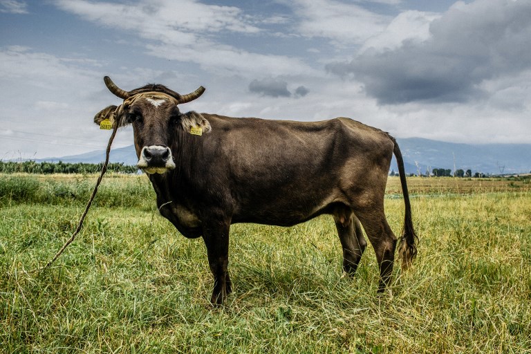 Penka, la vache fugueuse sortie de l'UE, échappe à l'abattoir