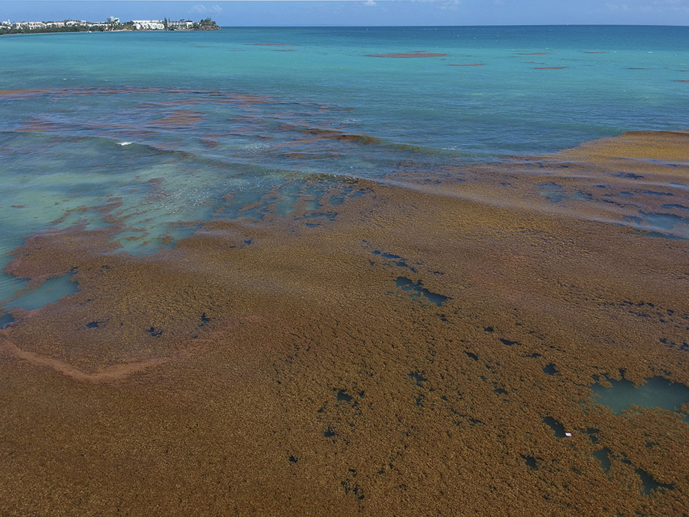Nicolas Hulot promet un ramassage de sargasses en moins de 48h sur les côtes de Guadeloupe
