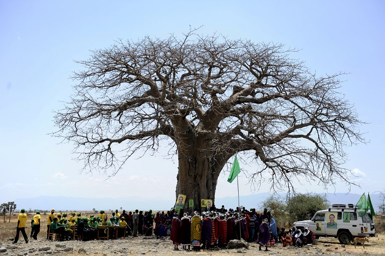 Disparition "spectaculaire" des plus vieux baobabs d'Afrique