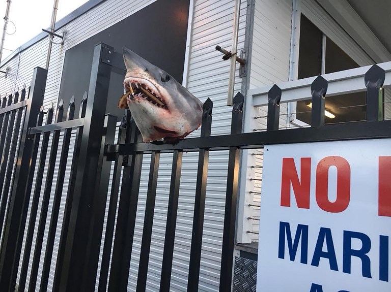 Une tête de requin empalée sur une façade en Australie