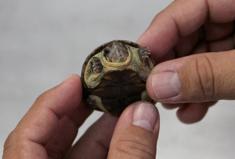 Découverte d'une nouvelle espèce de tortue au Mexique