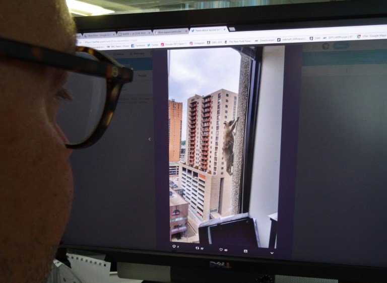 USA: un raton laveur sauvé après une escalade périlleuse