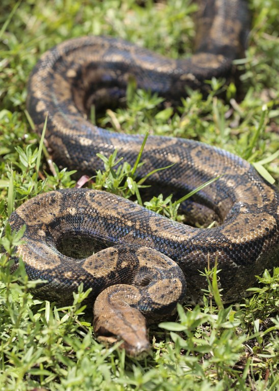 Un python de 4 m retrouvé dans la forêt de Nelle-Calédonie
